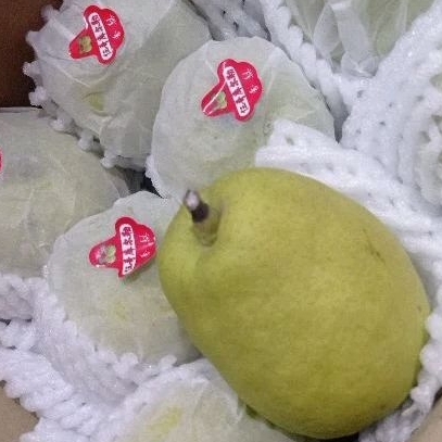 

Pear pir hijau xiangli xianglie