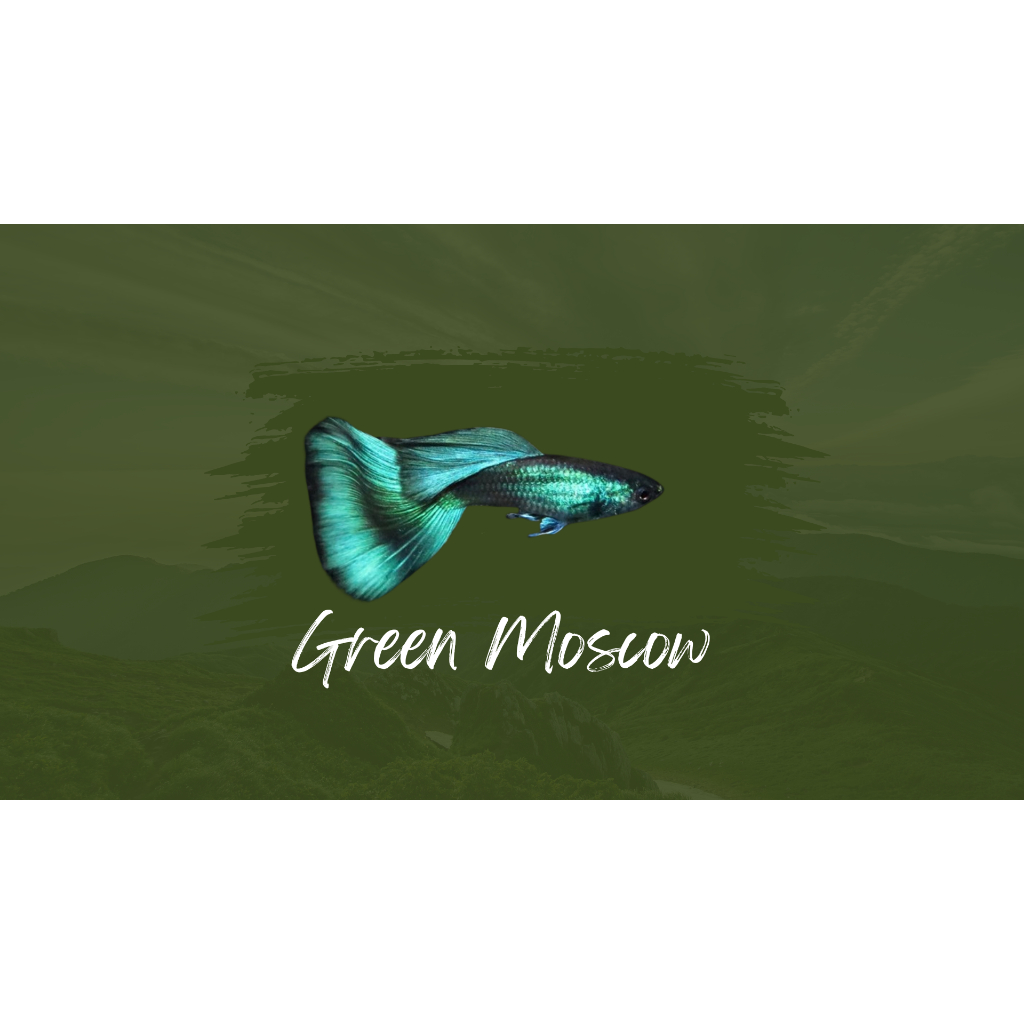 

Packing styrofoam green moscow