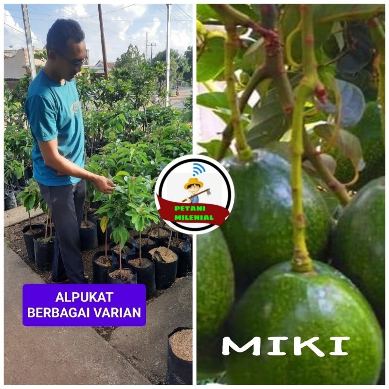 

ALPUKAT MIKI/CIPEDAK