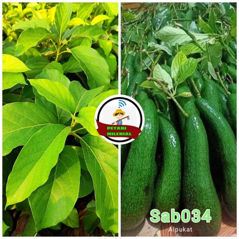 

BIBIT ALPUKAT SAB 034 (ALPUKAT IMPORT UNGULAN)