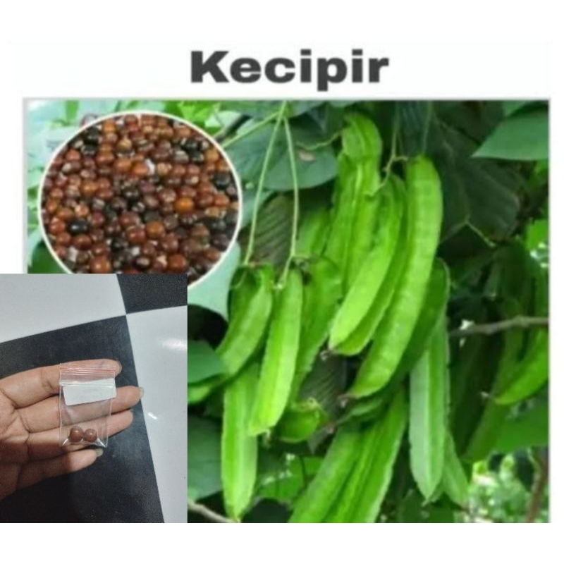 

KECIPIR