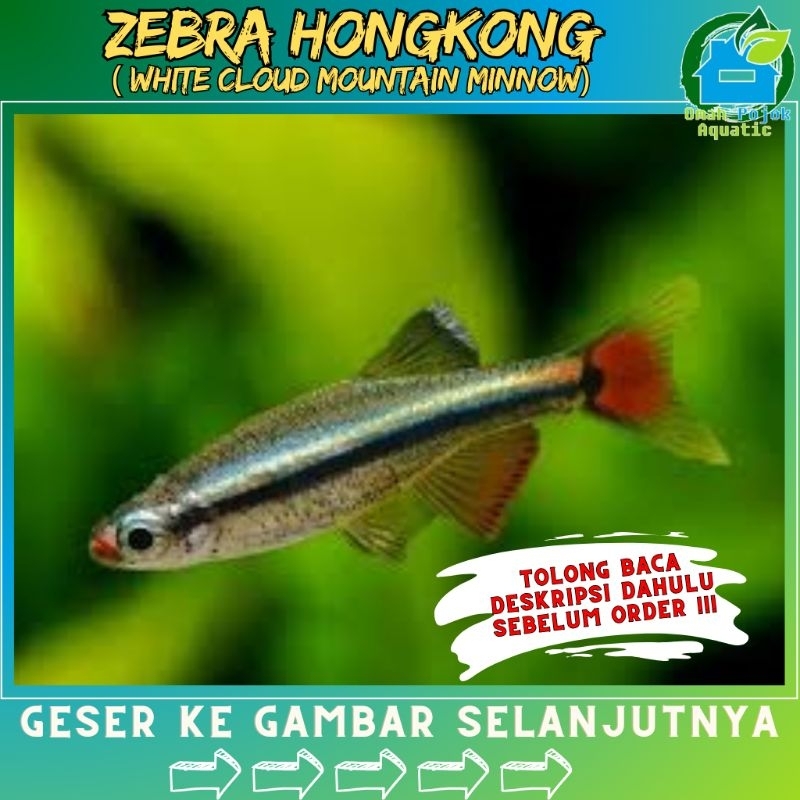 

√ jual jebra hongkong