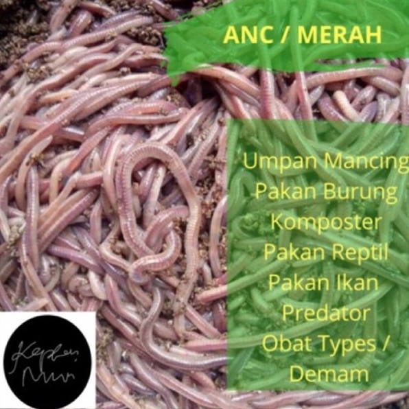 Baru Termurah  cacing ANC cacing tanah cacing merah