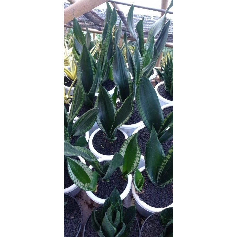 tanaman hias sansevieria whitney