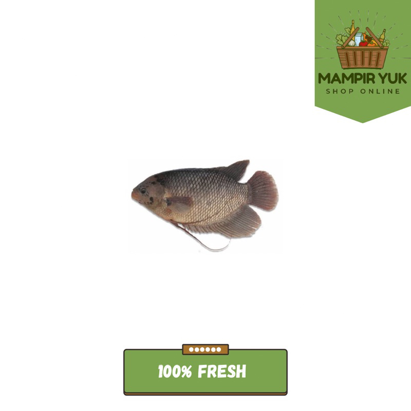 

Ikan gurame 500gr-1kg | mampiryuk