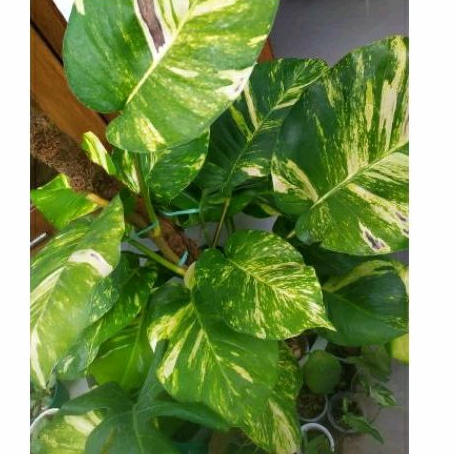 sirih gading jumbo (panjang 50 cm up)