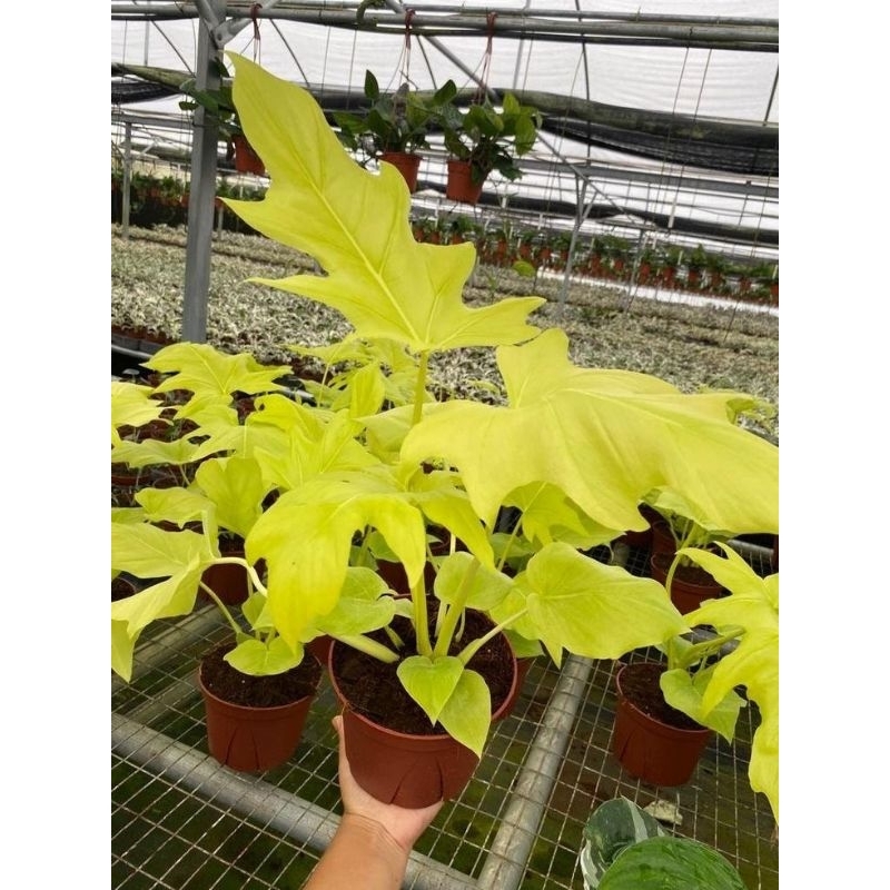 tanaman hias philodendron warscewiczii golden I golden finger