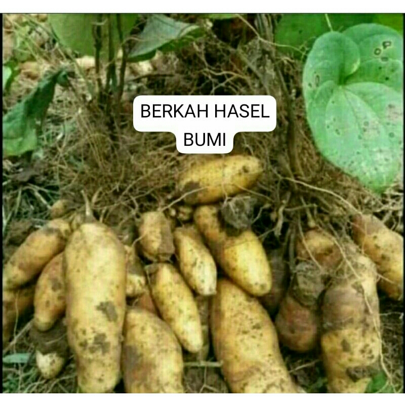 

PROMO MURAH!!!1kg UBI GEMBILI PUlEN UNTK PENGGANTI NASI
