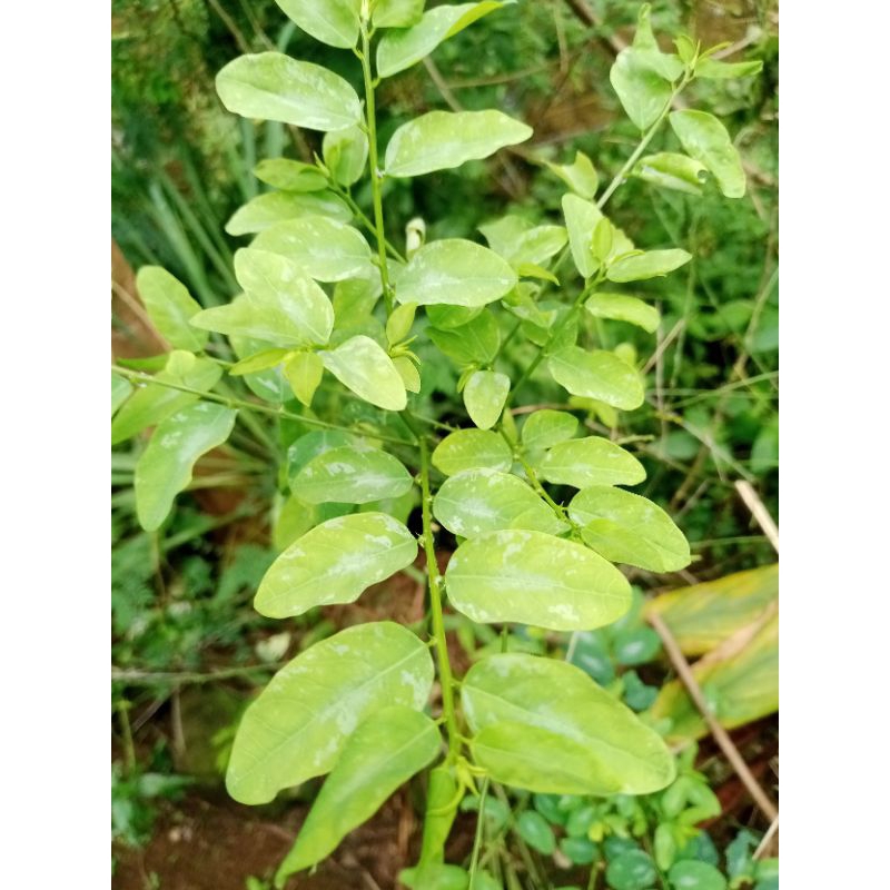 

Daun Katuk Fresh 250Gram