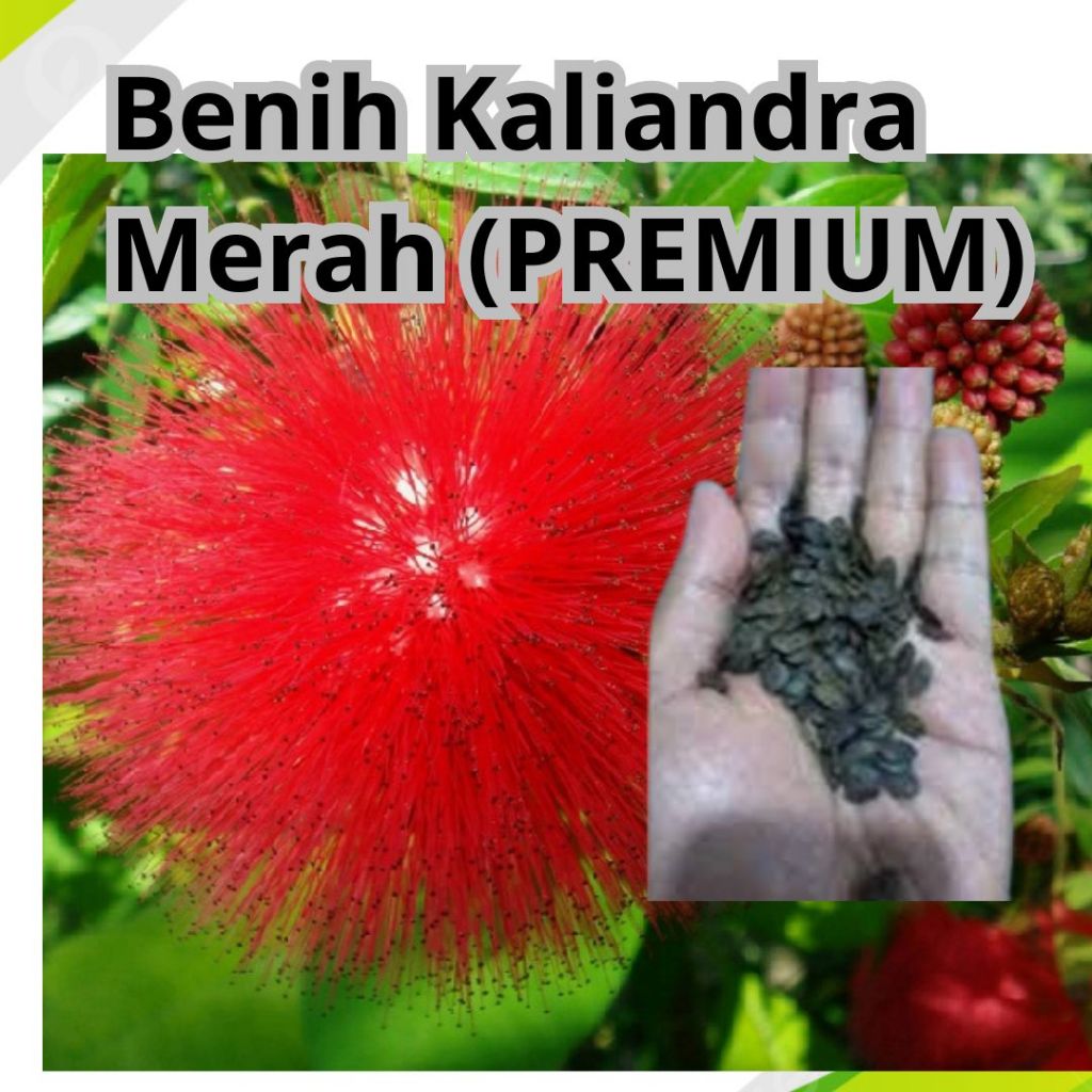 BENIH KALIANDRA - BENIH KALIANDRA MERAH - BIBIT KALIANDRA PAKAN TERNAK