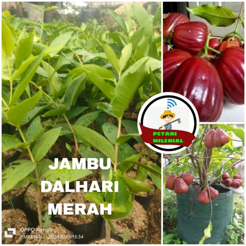 

BIBIT JAMBU DALHARI MERAH