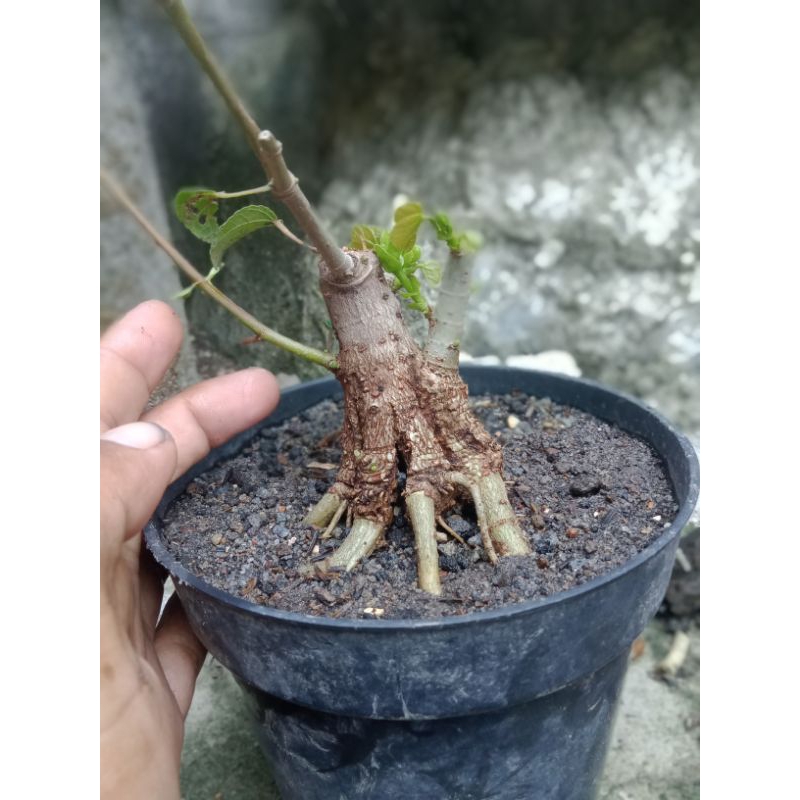 bahan bonsai waru mini prokar real pict