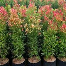 Pucuk Merah Tinggi 1 Meter