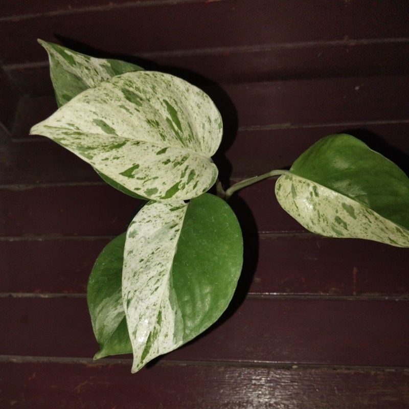 epiprenum marbel varigata