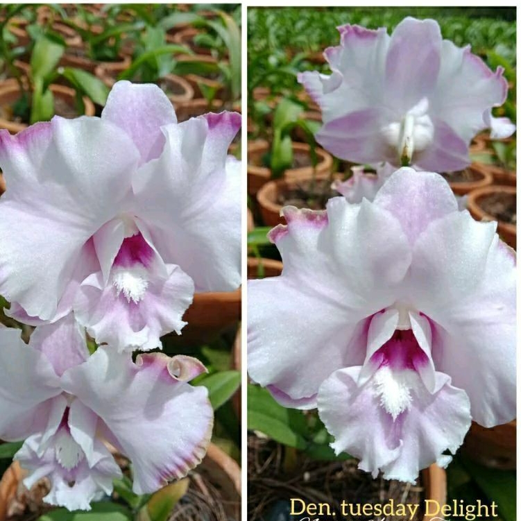 anggrek Tuesday delight knop mekar+pot angrek putih pink Niming tanaman hias