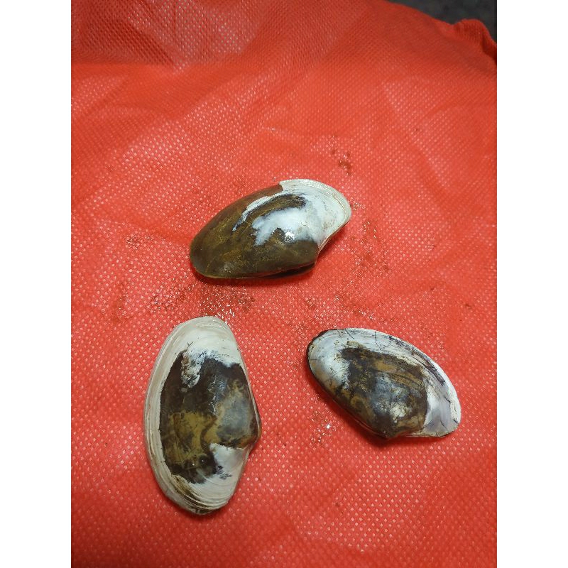 kijing buntet 100% asli alam