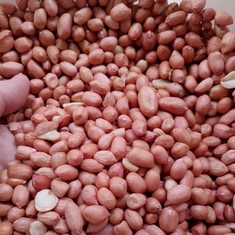 

KACANG TANAH