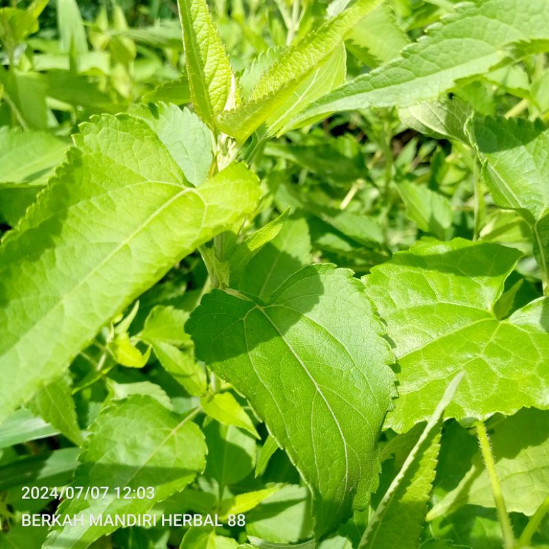 

herbal daun maringo,kirinyuh segar,1 kg