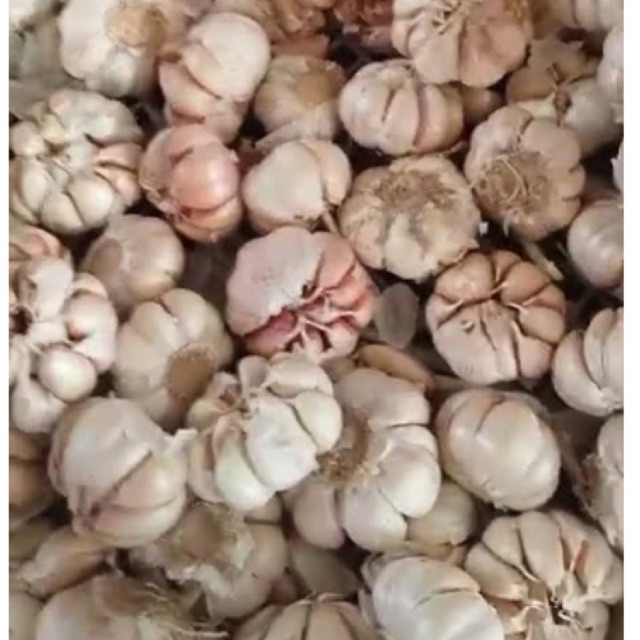 

Bawang Putih Sinco 500 gram