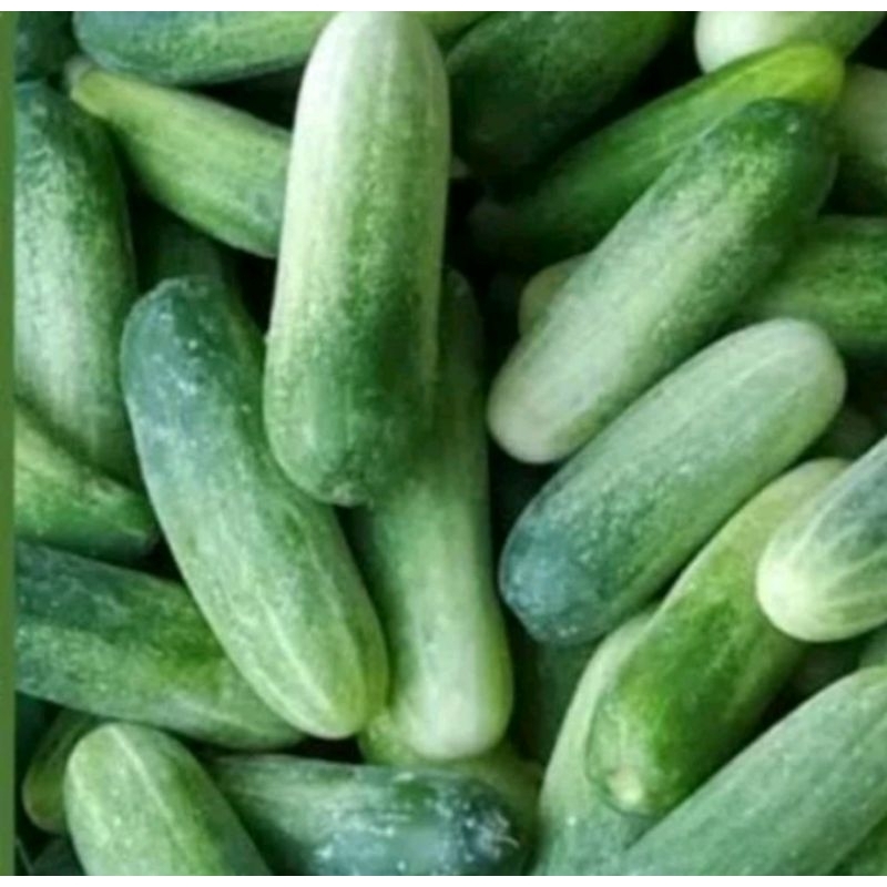 

TIMUN /ketimun Fres 1kg