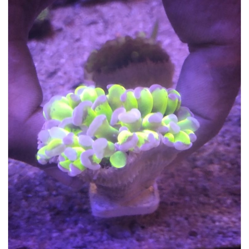 Siwalan Hijau Tip Ungu [FRAG] - Purple Tip Hammer Coral