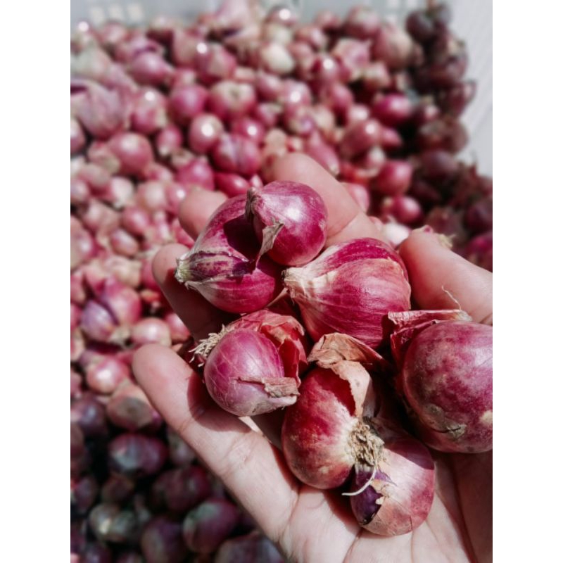 

BAWANG MERAH LOKAL BESAR FRESH 1 KG