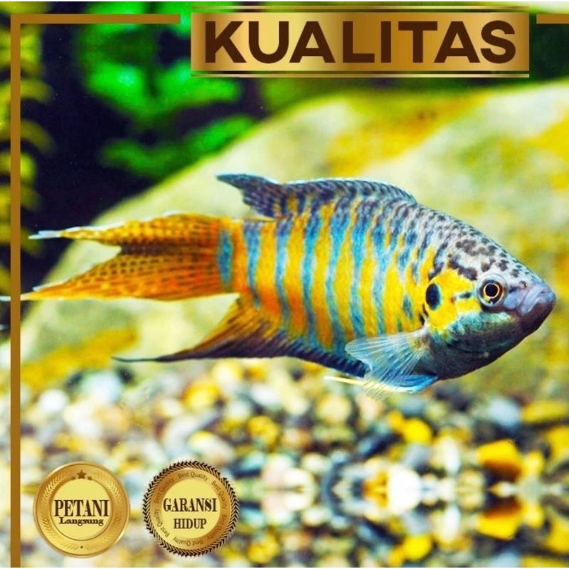 Paket Koloni (isi 10) Sepat Paradise Blue-Yellow Ikan Hias Dekor Aquascape Hiasan Aquarium