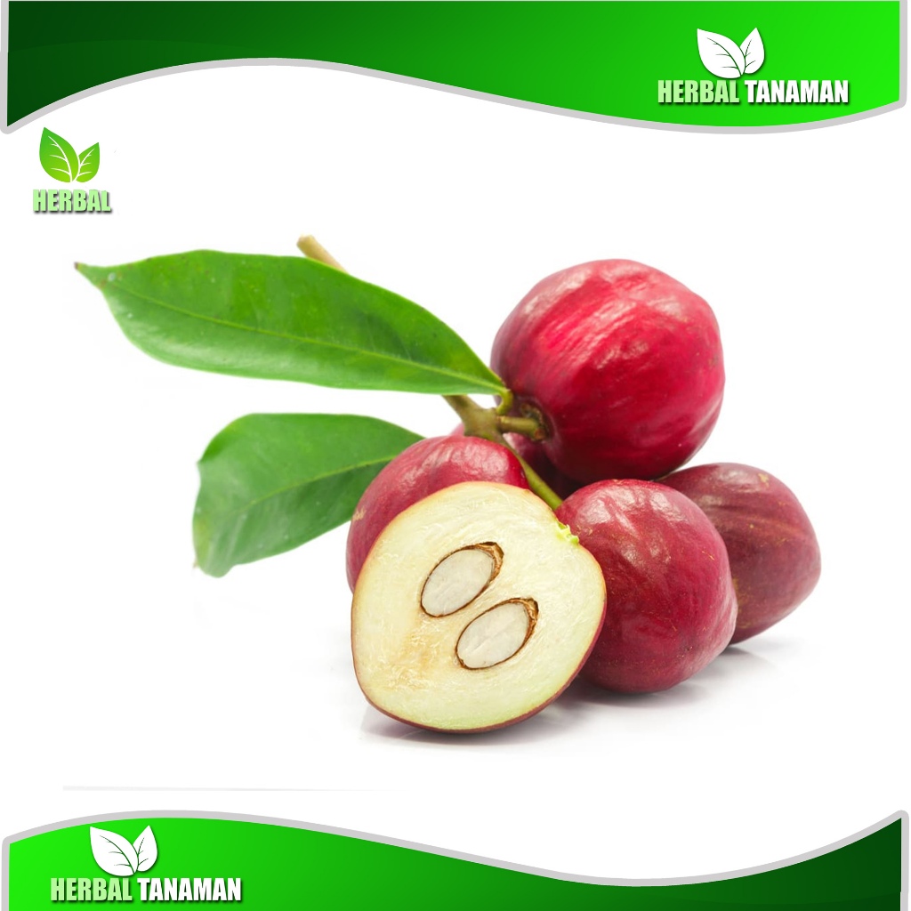 

Buah Mahkota Dewa 1kg Fresh
