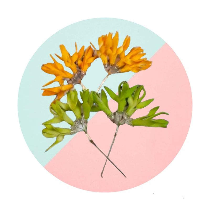 rwk Cucuk Tusuk Bunga Kantil / Cempaka