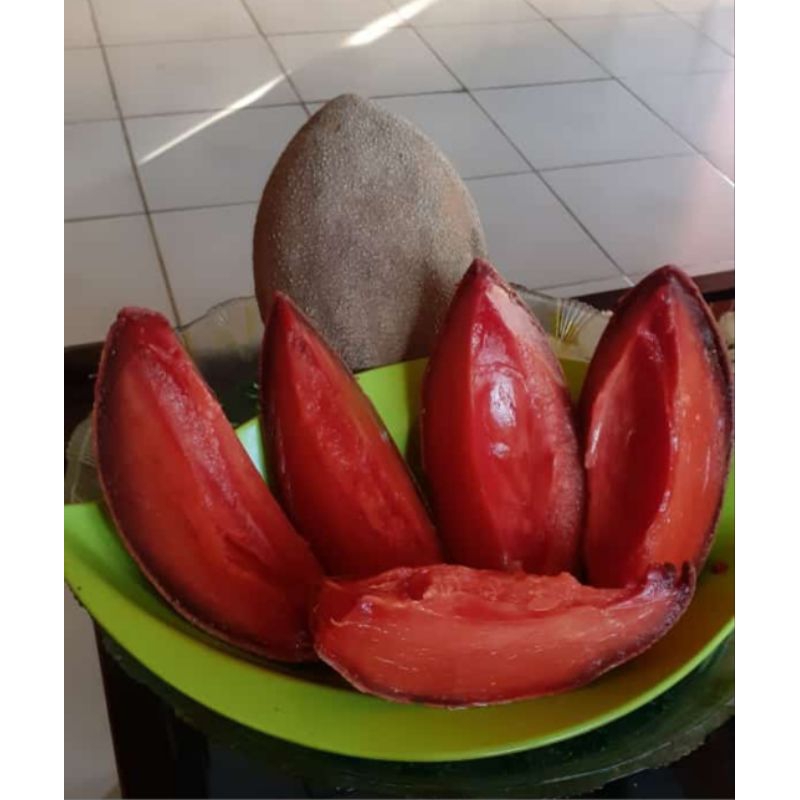 mamey sapote Lorito ( potong cangkok )