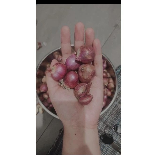 

BRAMBANG PROBOLINGGO BESAR