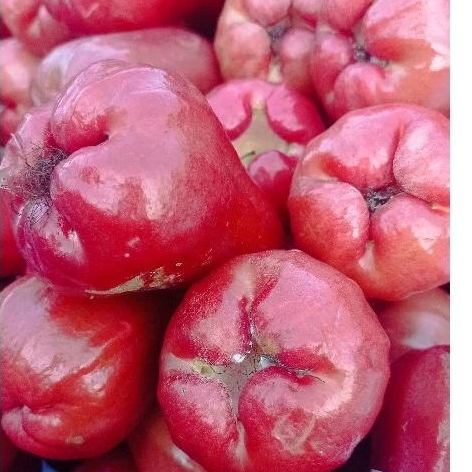 

Buah jambu citra / jambu air merah