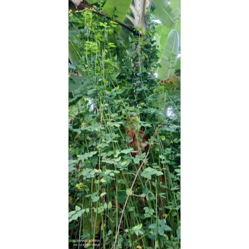 

Daun katuk segar langsung petik dari kebon(per 100gram)