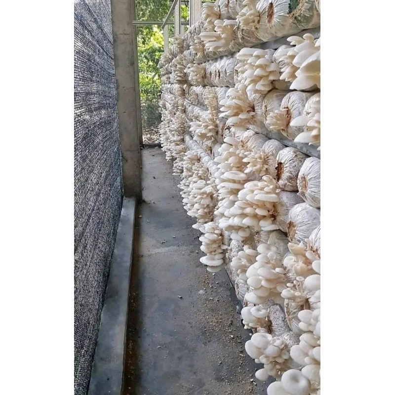 

BAGLOG JAMUR SIAP PANEN|SAYURAN TIAP HARI|SAYURAN ORGANIK