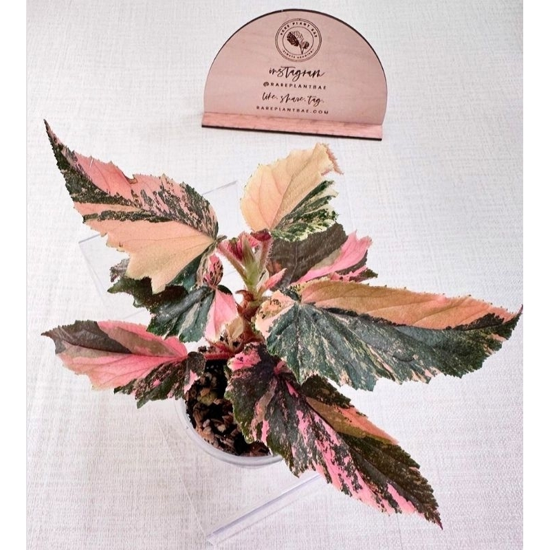 Begonia Ginny Galaxy - Tanaman hias cantik murah meriah - syngonium pink - tanaman hias(Bisa COD)