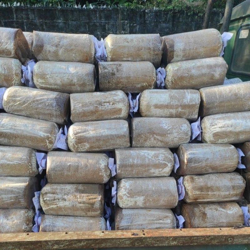 

LOG JAMUR (putih)