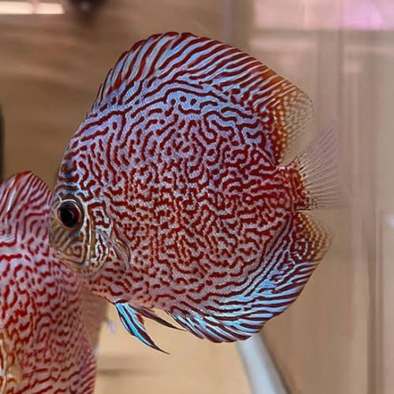 Sakura Leopard Discus Aquarium