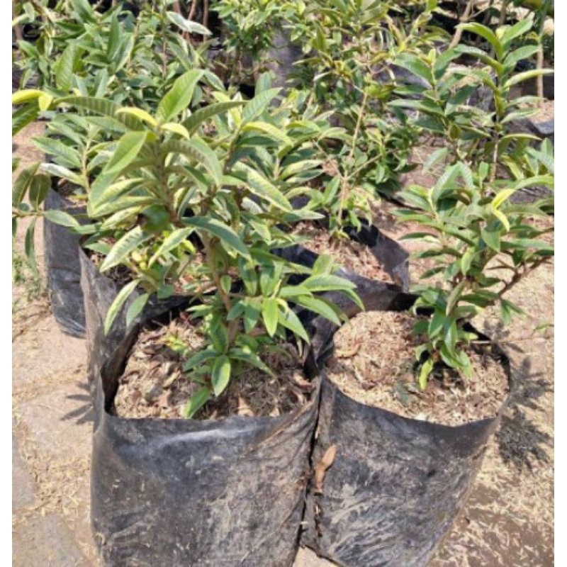 jambu biji mini kondisi berbunga/buah full media