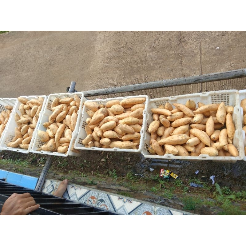 

Ubi cilembu simadu asli / Ubi cilembu super / Ubi cilembu si madu 500g