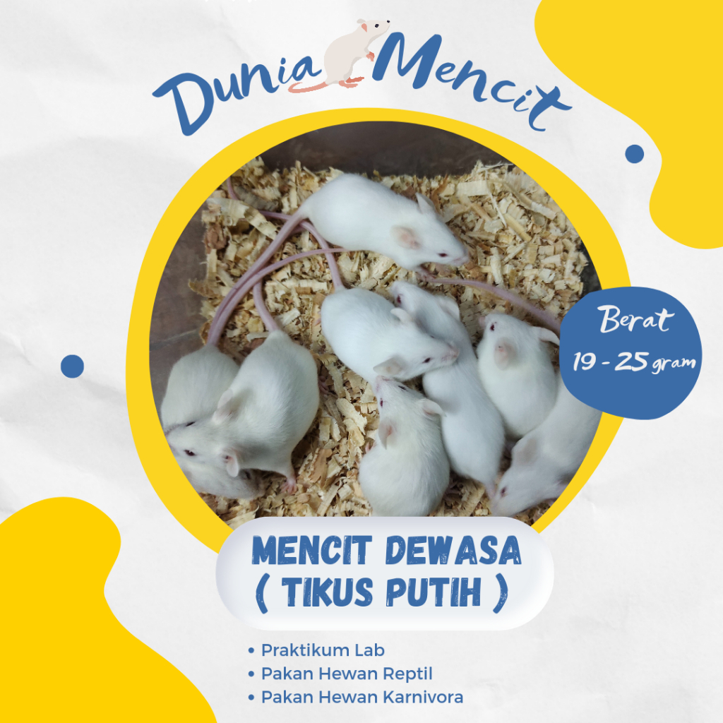 Tikus putih/mencit putih dewasa