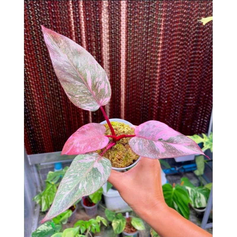Tanaman Hias Philodendron Pink Princess Galaxy-Tanaman Hias Hidup Pink Princes Galaxy Cantik Murah