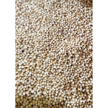 

ketumbar putih fresh