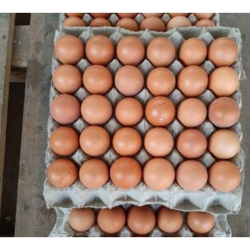 

Telur Ayam Eropa Grade standard (15 butir)