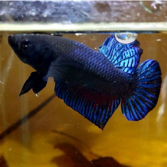 Ikan Cupang Aduan Fighter MDS Medan Super Rawatan Siap Tempur