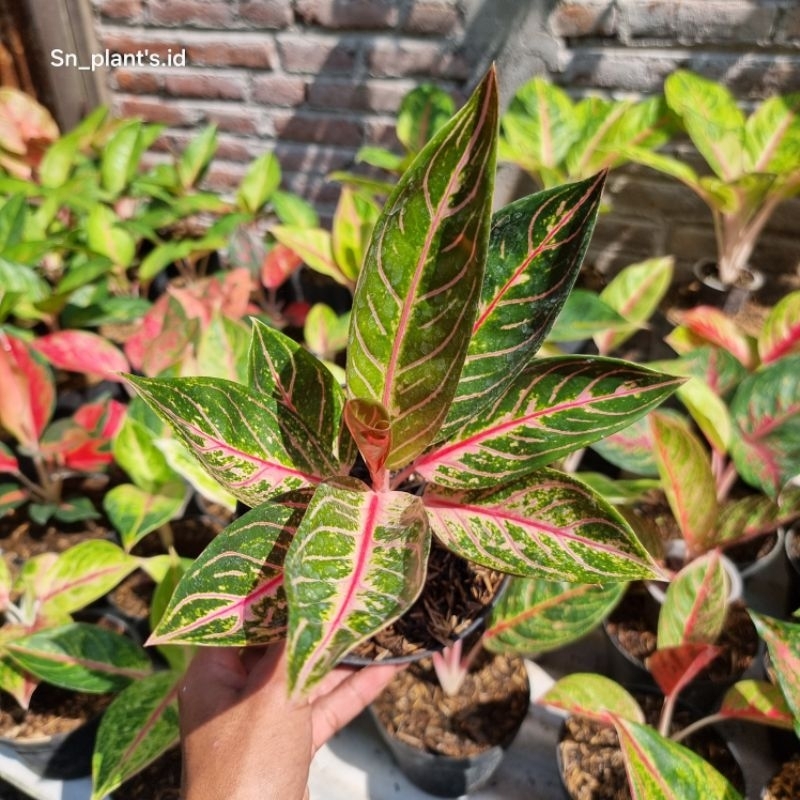 tanaman hias aglonema red sumatra tanian lokal.(size remaja)