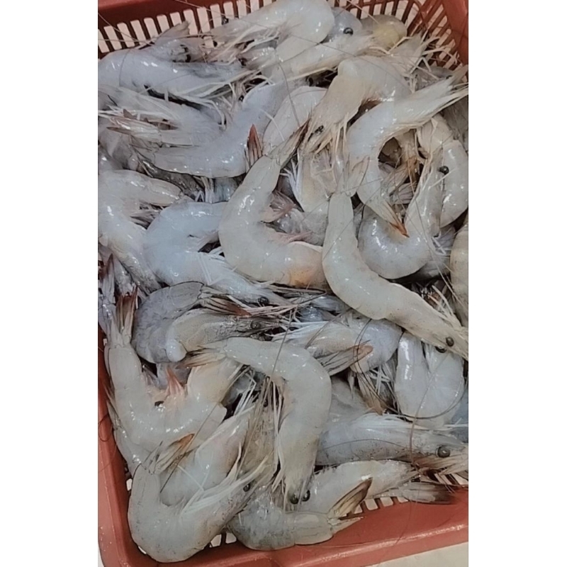 

Udang Sedang Udang Kulit Seger Harian Laut