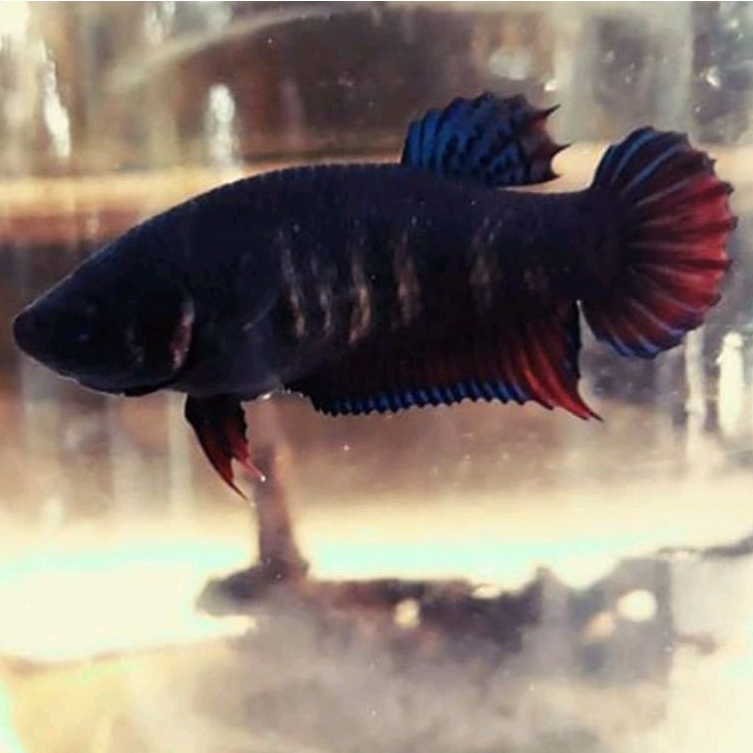 Ikan Cupang Aduan Fighter Betina MDS Medan Super Indukan Original