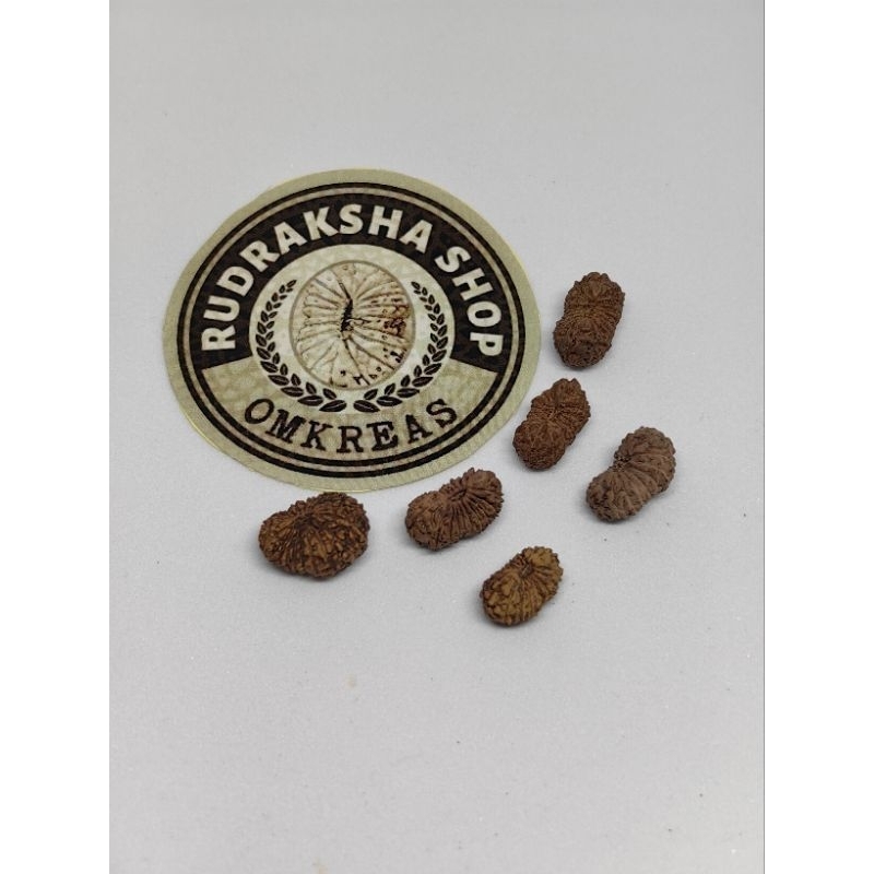 small mukhi 18 original rudraksha a quality