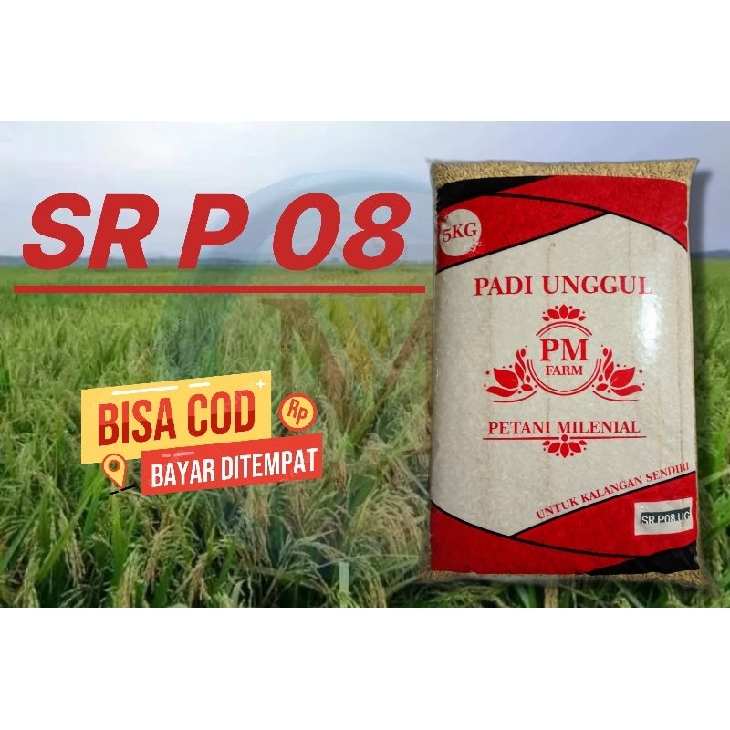benih padi sr p08 ultra genjah 5kg