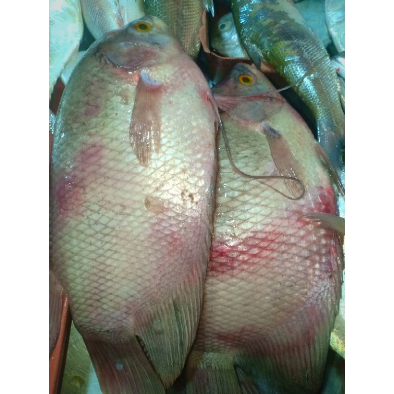 

Ikan gurame per ekor berat 400-500gr